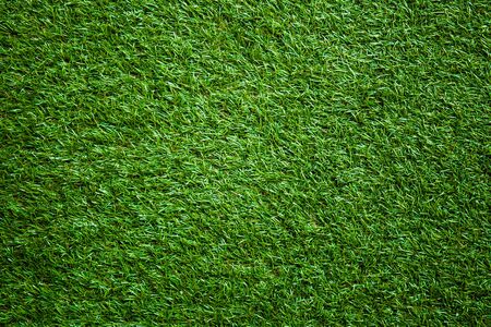 Background of a green grassの写真素材