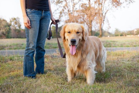Golden Retriever and a man walk on long lead at the parkの写真素材