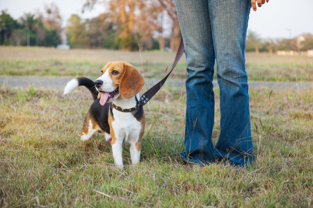 Beagle walk on long lead at the parkの写真素材