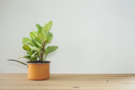 A potted plant and table. Vintage toneの写真素材