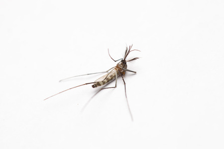 Short focus of Dead mosquito lie-down on white background.の写真素材