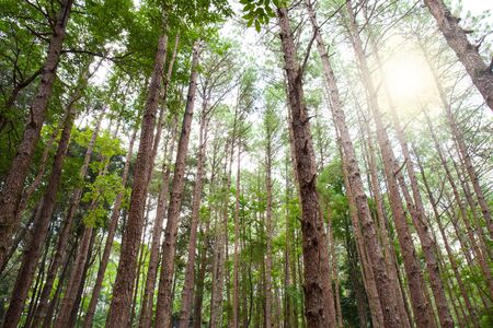 Cedar Parkの写真素材