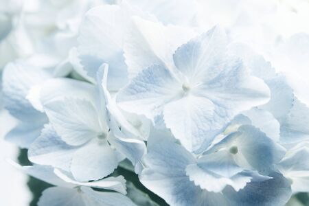 Sweet blue Hydrangeas in soft color style for romantic backgroundの写真素材