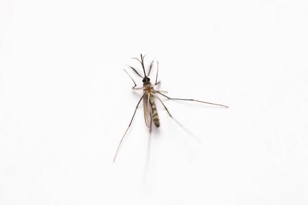 Short focus of Dead mosquito lie-down on white background.の写真素材