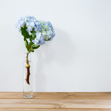 One single hydrangea in a glass bottleの写真素材