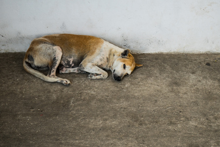 Abandoned homeless stray dog sleeping on the streetの写真素材