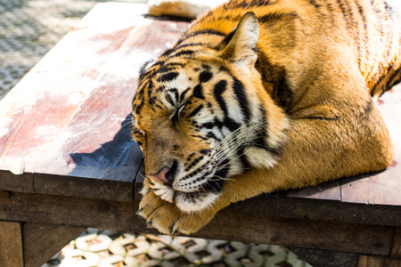 Portrait of a tiger lies dormant sleeping on the wooden table. Shallow depth of fieldの写真素材