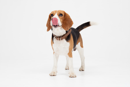 a beagle licking into the cameraの写真素材