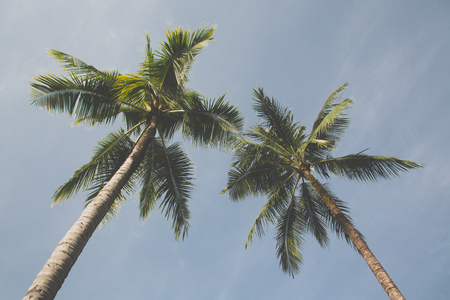 Coconut tree. Vintage toneの写真素材