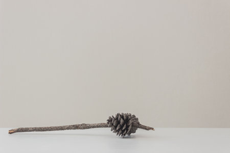 A pine cone on table over the light wall.の写真素材