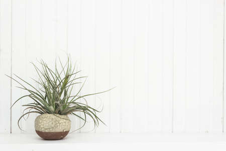 A plant on table over the white wall.の写真素材
