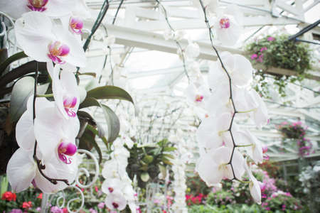 White orchids flowers in a garden with nature light.の写真素材