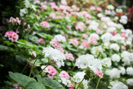 White and pink flowers in a garden.の写真素材