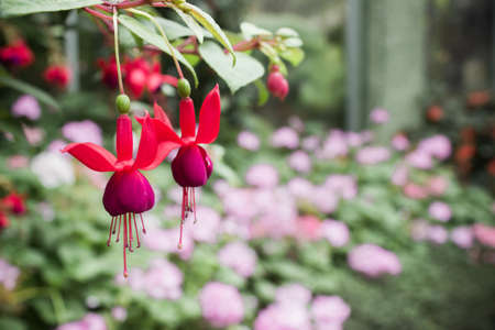 Red with green leaves in a garden.の写真素材