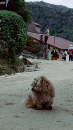 Dog welcoming people at the entrance to a pedestrian townの写真素材