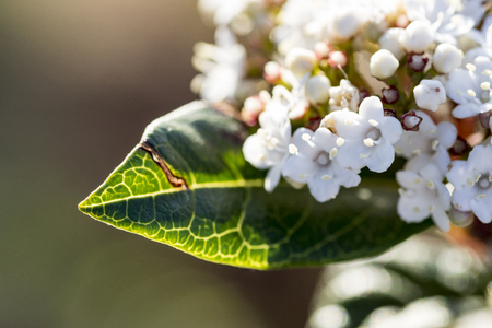 single leaf with white flowers on itの写真素材