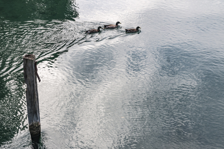 three ducks swiming at the water of a river at crete islandの写真素材