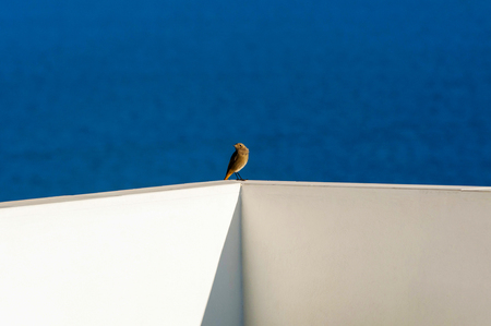 sitting little brown birdの写真素材