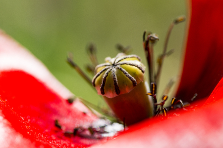 poppy flower in the nature in spring time full blossomの写真素材