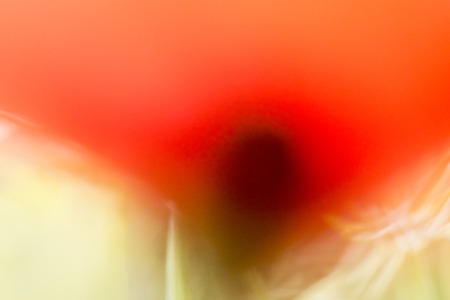blurred poppy flower in the nature in spring time backgroundの写真素材