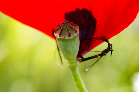 poppy flower in the nature in spring time full blossomの写真素材
