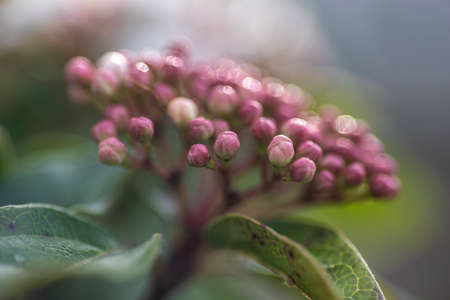 close up photo of Blooming viburnum lucidum