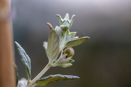 close up photo of Teucrium flavum flowerの写真素材
