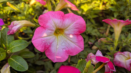 Pink petunia flower with water drops in the garden, stock photoの写真素材