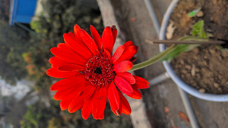 red gerbera flower in the garden, closeup of photoの写真素材