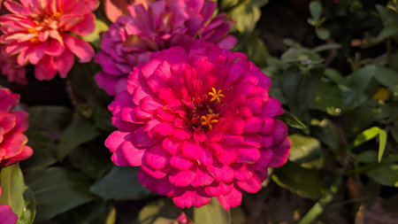 Zinnia flower blooming in the garden with natural background.の写真素材