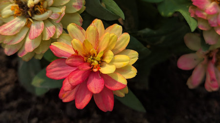 Zinnia flower in the garden. (Zinnia violacea Cav.)の写真素材