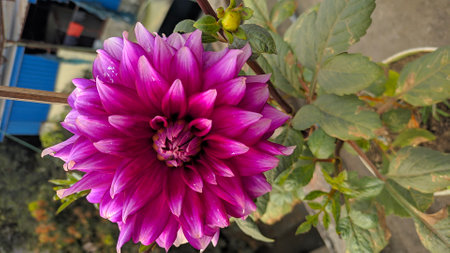 Purple dahlia flower blooming in the garden, stock photoの写真素材