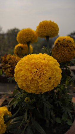 Yellow marigold flowers in the garden. Marigold flowersの写真素材