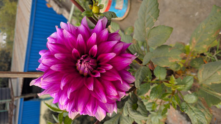 pink dahlia flower in the garden on the nature backgroundの写真素材