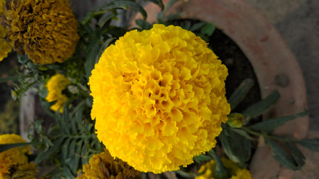 Yellow marigold flowers in a pot on a wooden table.の写真素材