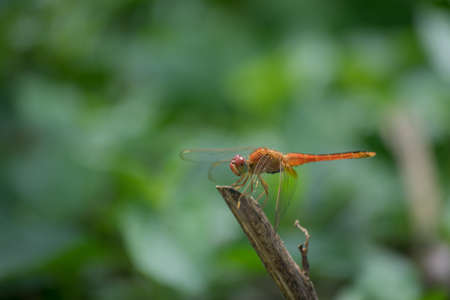 Orange Dragonfly.の写真素材