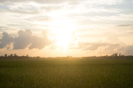 Warm afternoon sunlight.の写真素材