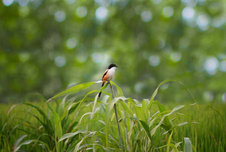 Spring birdの写真素材