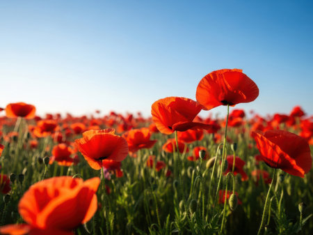 A stunning landscape of red poppies blooming in a lush green field under a clear blue sky, capturing the beauty of nature.の素材