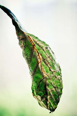 Withered avocado leafの写真素材