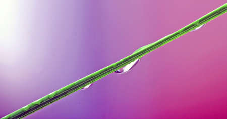 Abstract phoenix leaf with waterdropsの写真素材