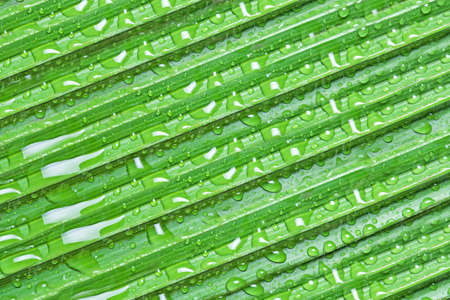 Phoenix leaves with waterdrops backgroundの写真素材