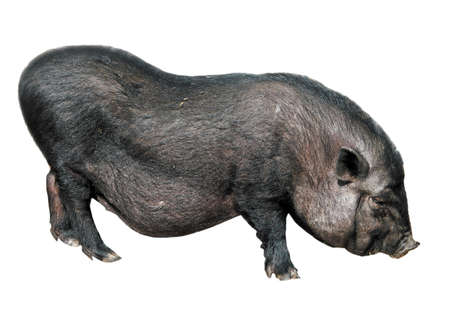 Vietnamese pig isolated on whiteの写真素材
