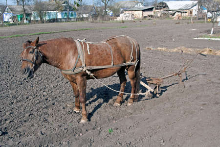 Horse with plow standing on the groundの写真素材