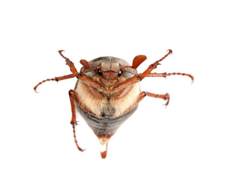 Chafer isolated on white background