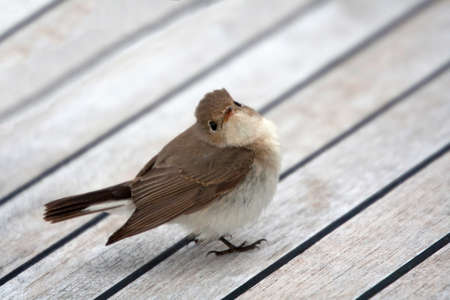 Cettia warbler sitting on boat deckの写真素材