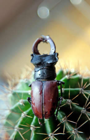 Stag beetle on cactus