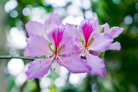 Rose camellia flowersの写真素材