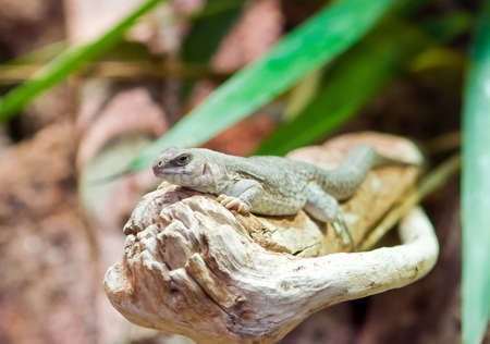 Collared lizardの写真素材