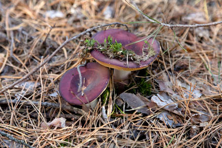Russula mushrooms in the forestの写真素材